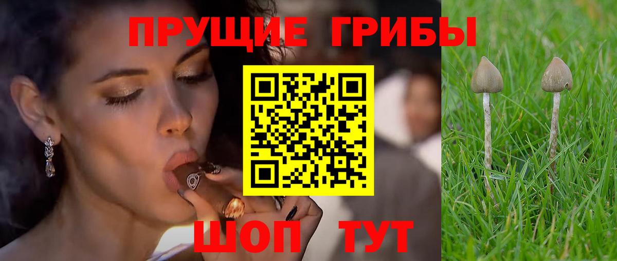 Кинель  Галлюциногенные грибы прущие грибы  Вход с VPN 